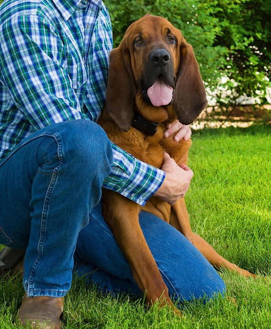 blood-hound-1718245_1280