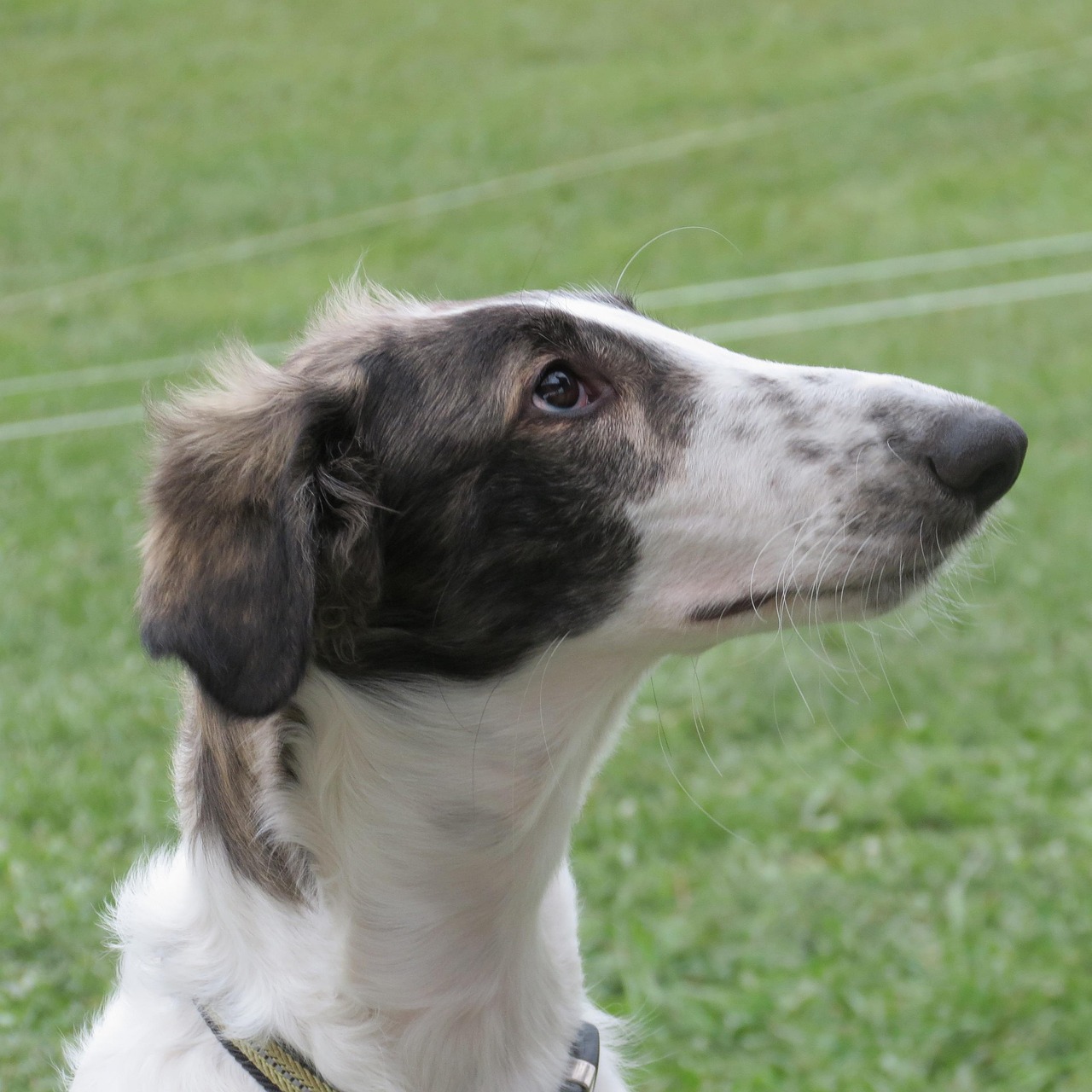 borzoi-2823848_1280