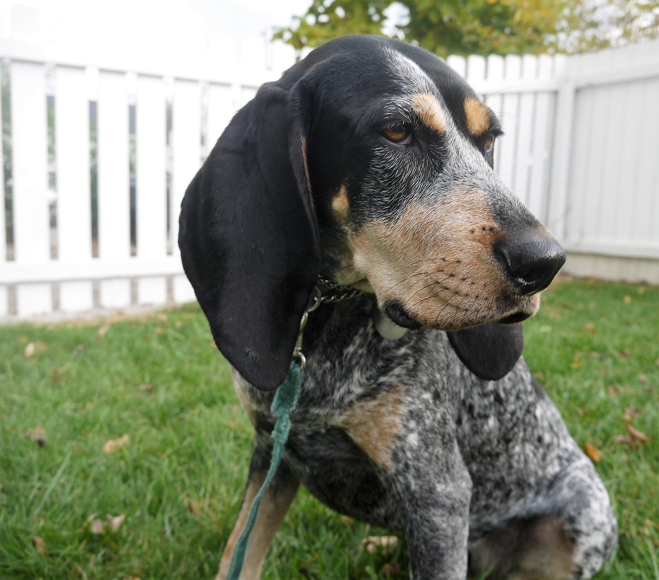 coonhound