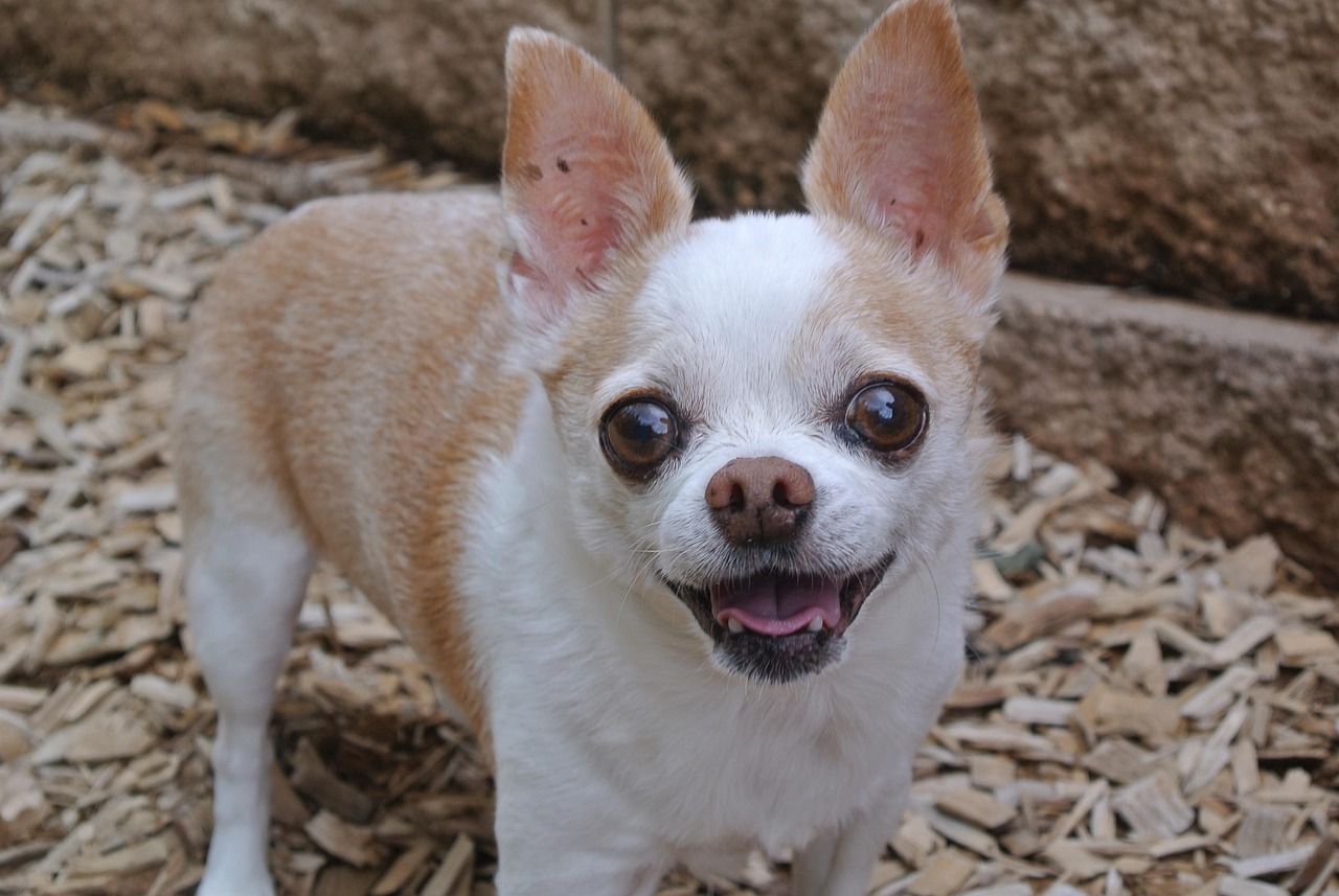 Chihuahua Chihuahua