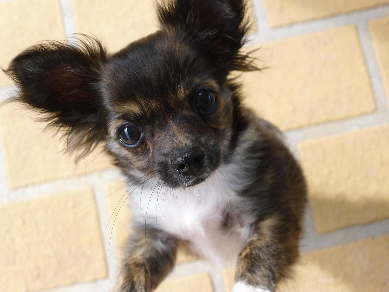 Chihuahua