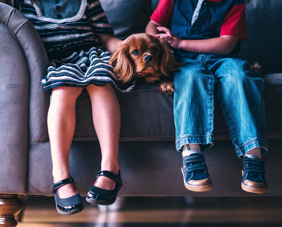 family dog