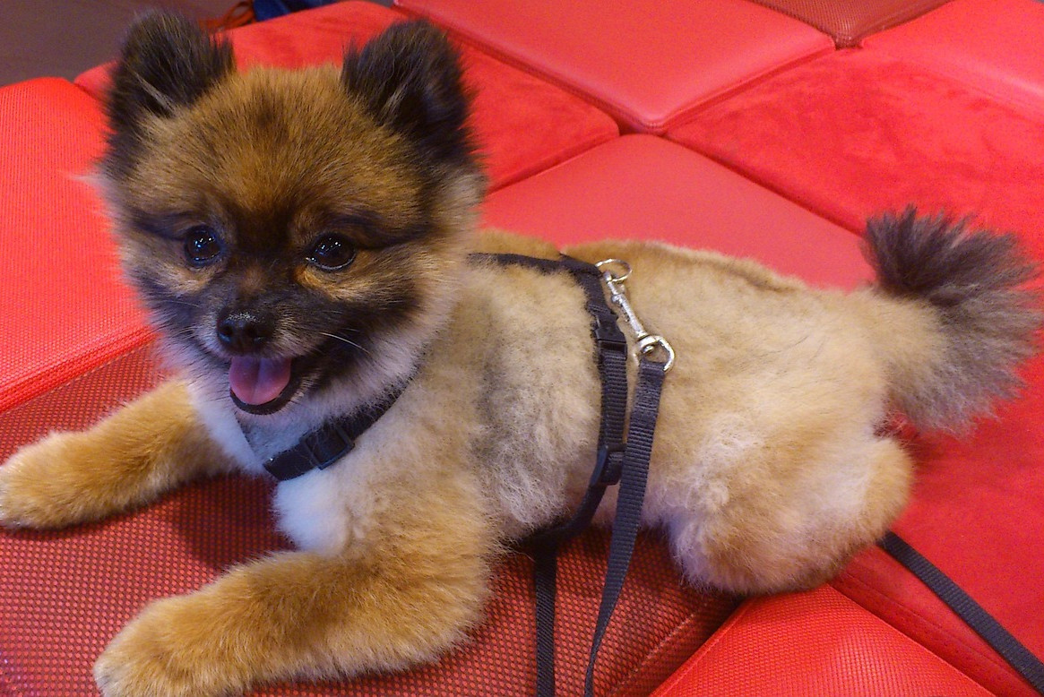 pomeranian