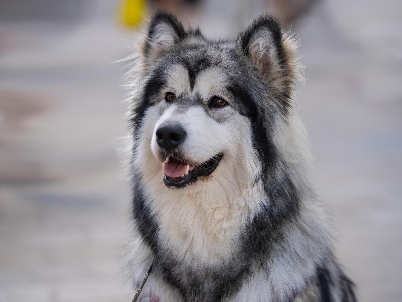 alaskan-malamute