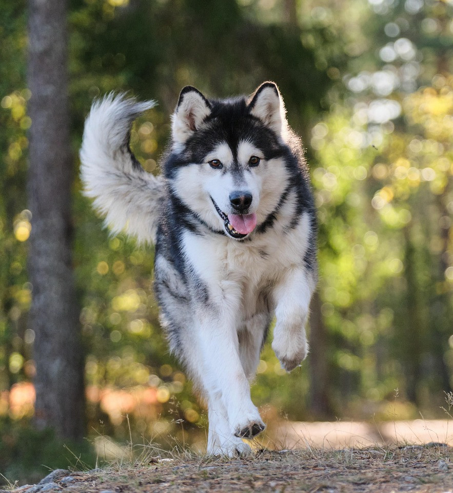 alaskan-malamute
