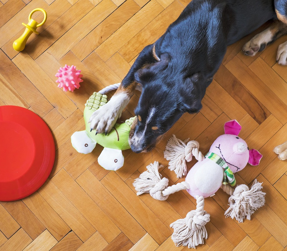 dog-toys-resource guarding