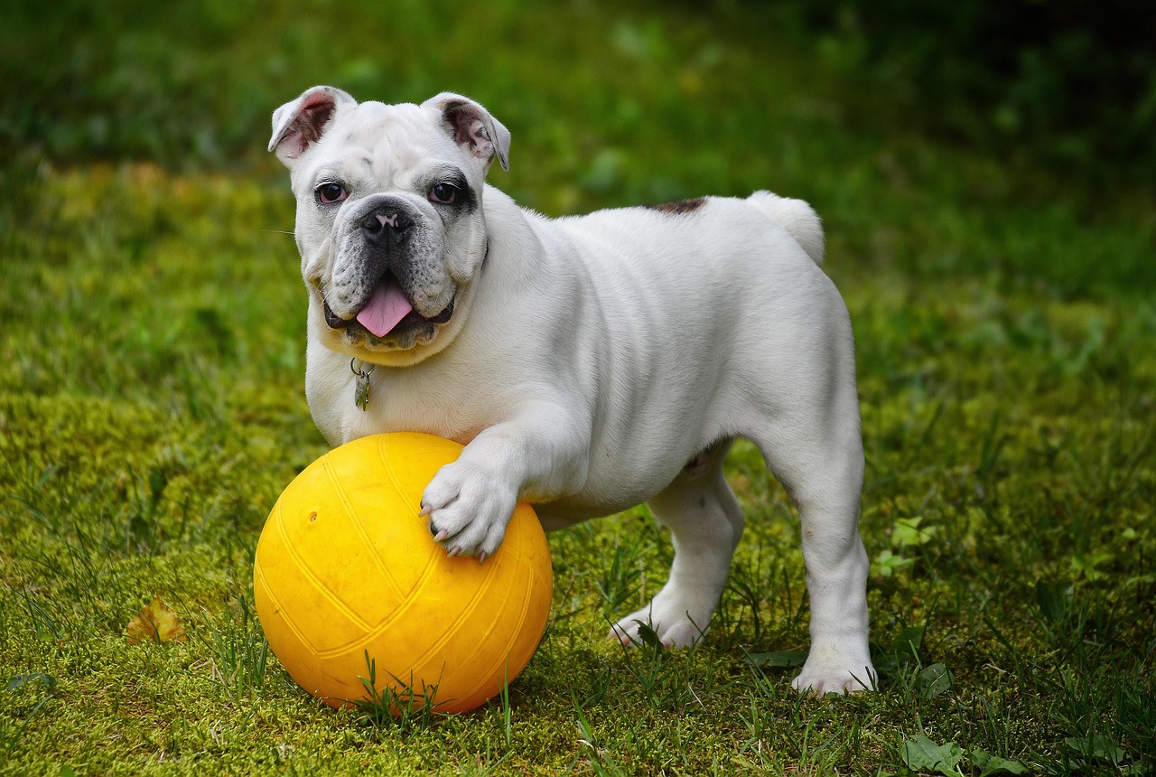 english-bulldog-with toy, resource guarding