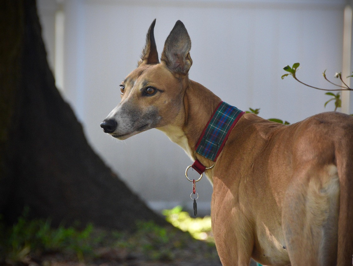 greyhound