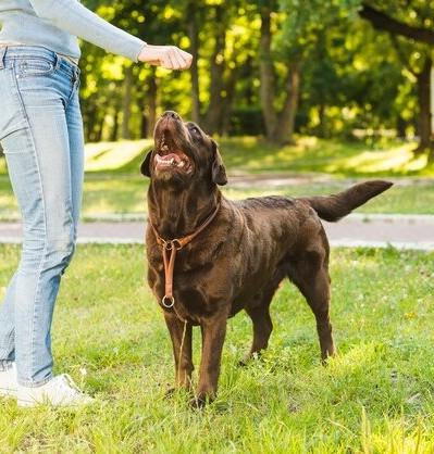 training chocolate lab