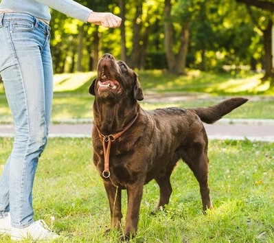 training chocolate lab