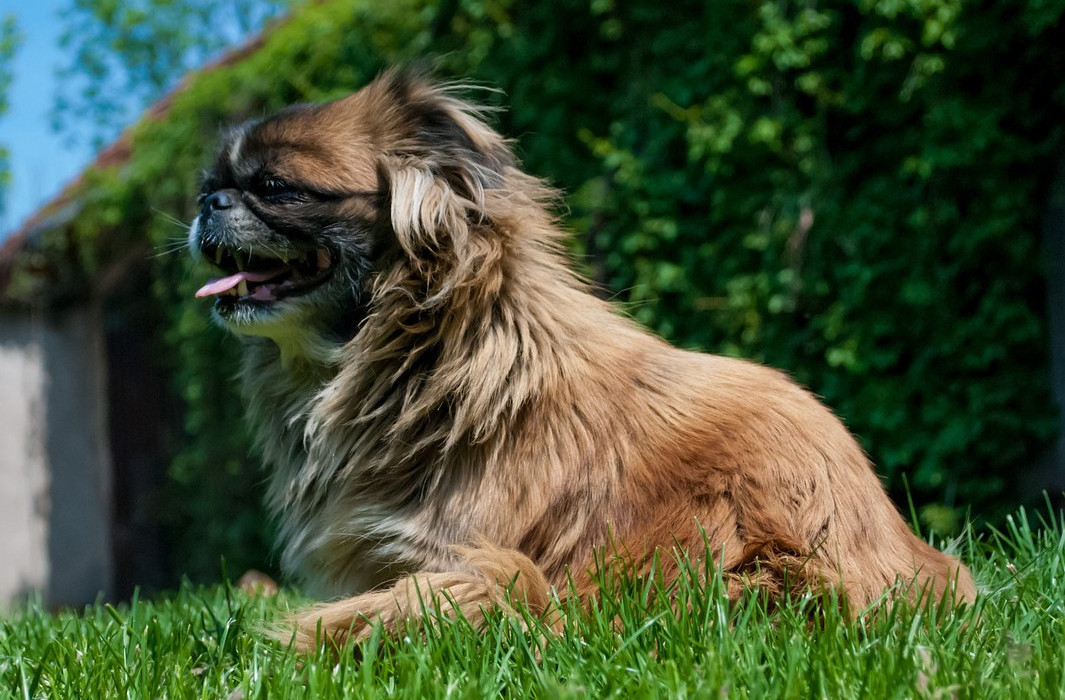 pekingese-2334385_1280