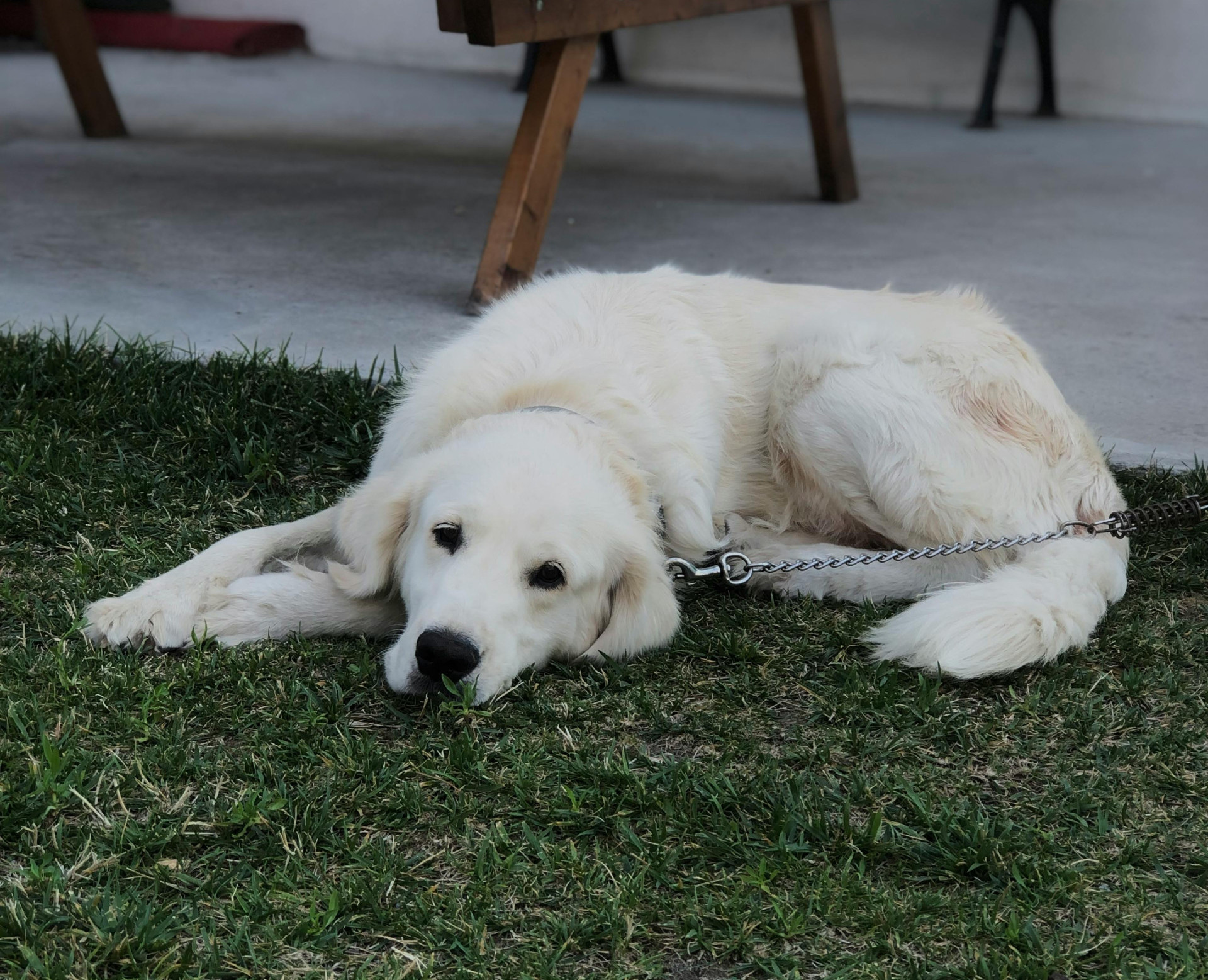 Great Pyrenees