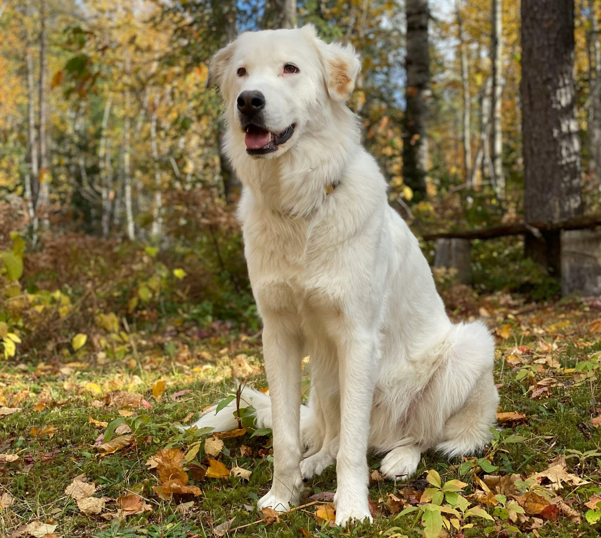 Great Pyrenees