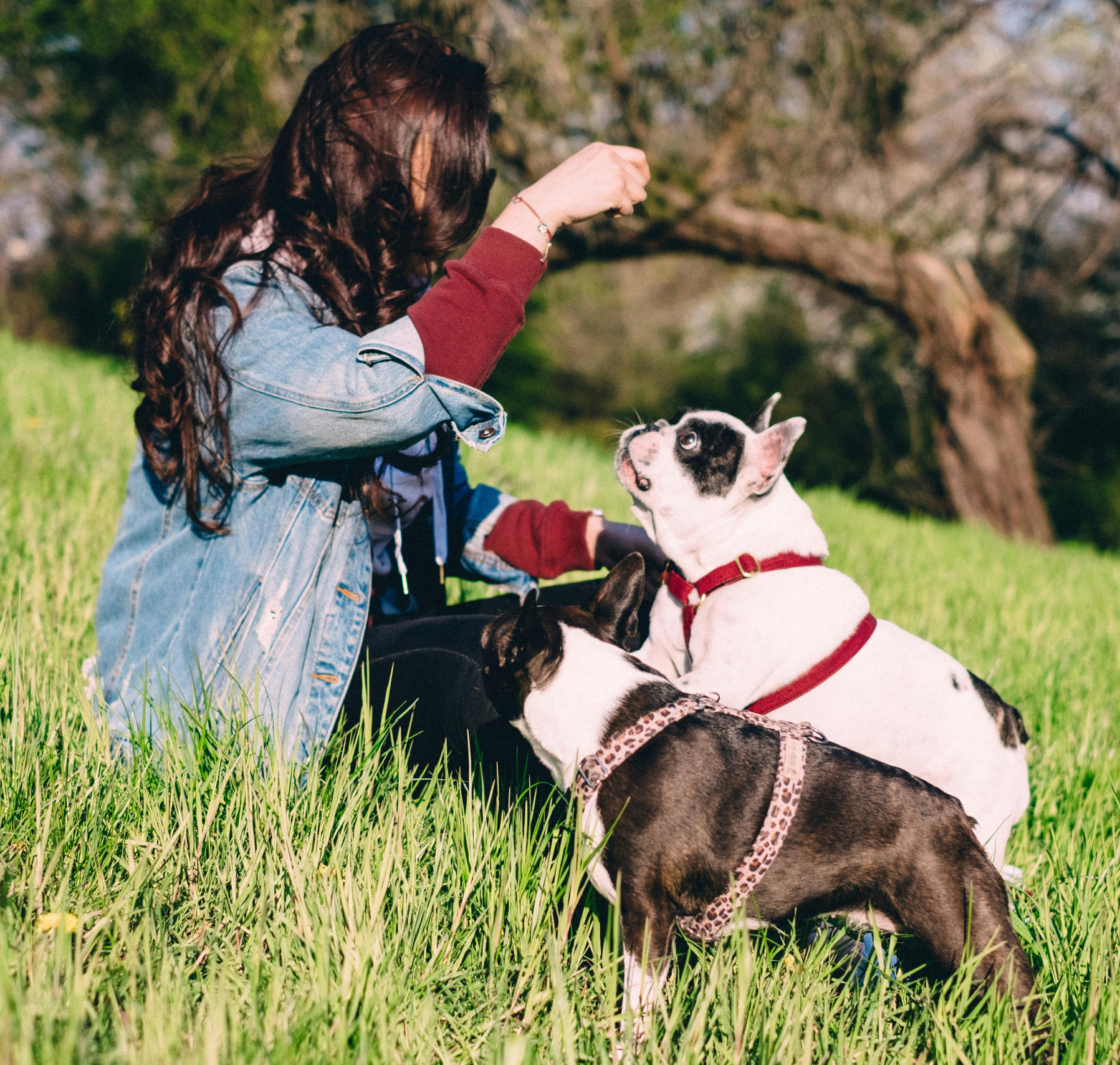frenh bulldog training frenchie