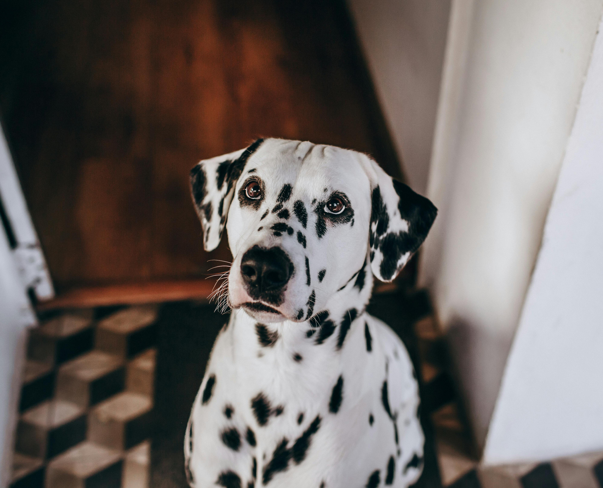 dalmation