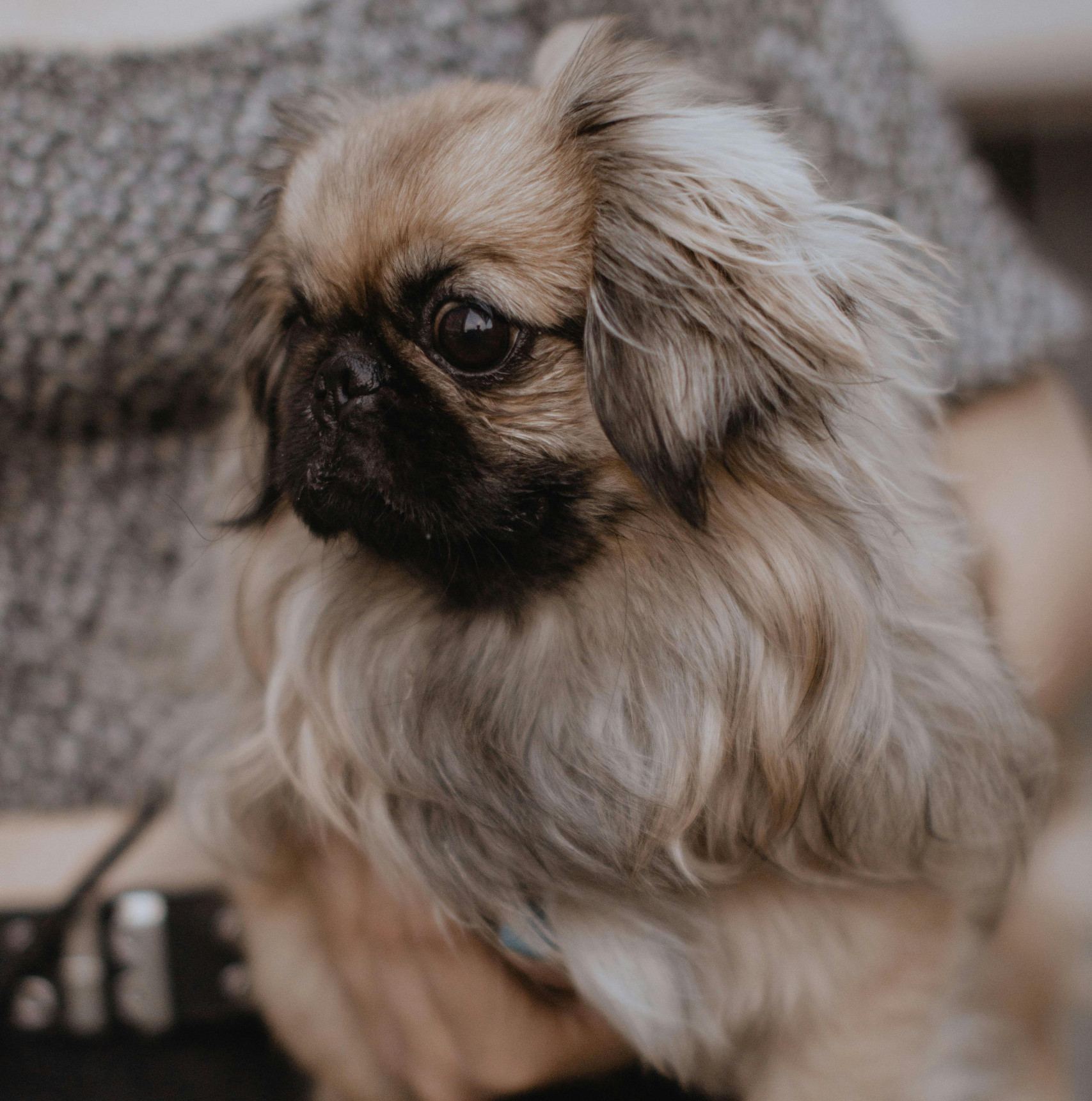 pekingese