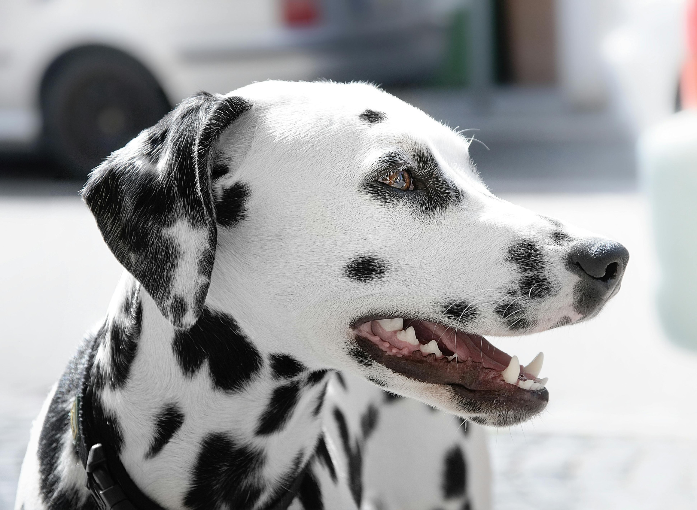 dalmation