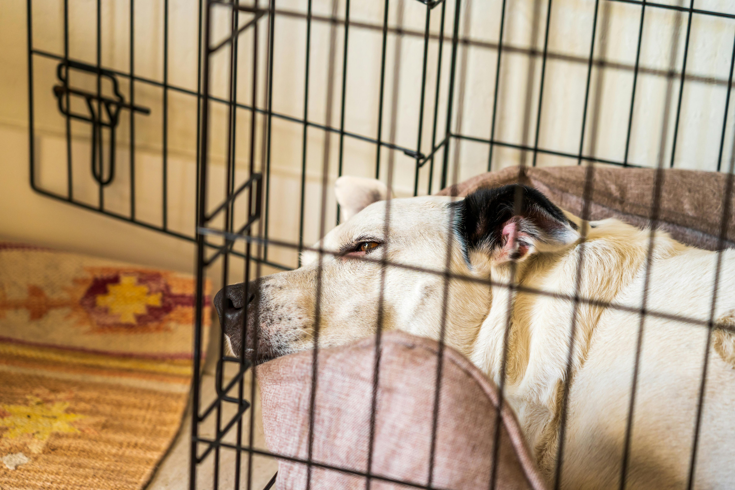 dog crate