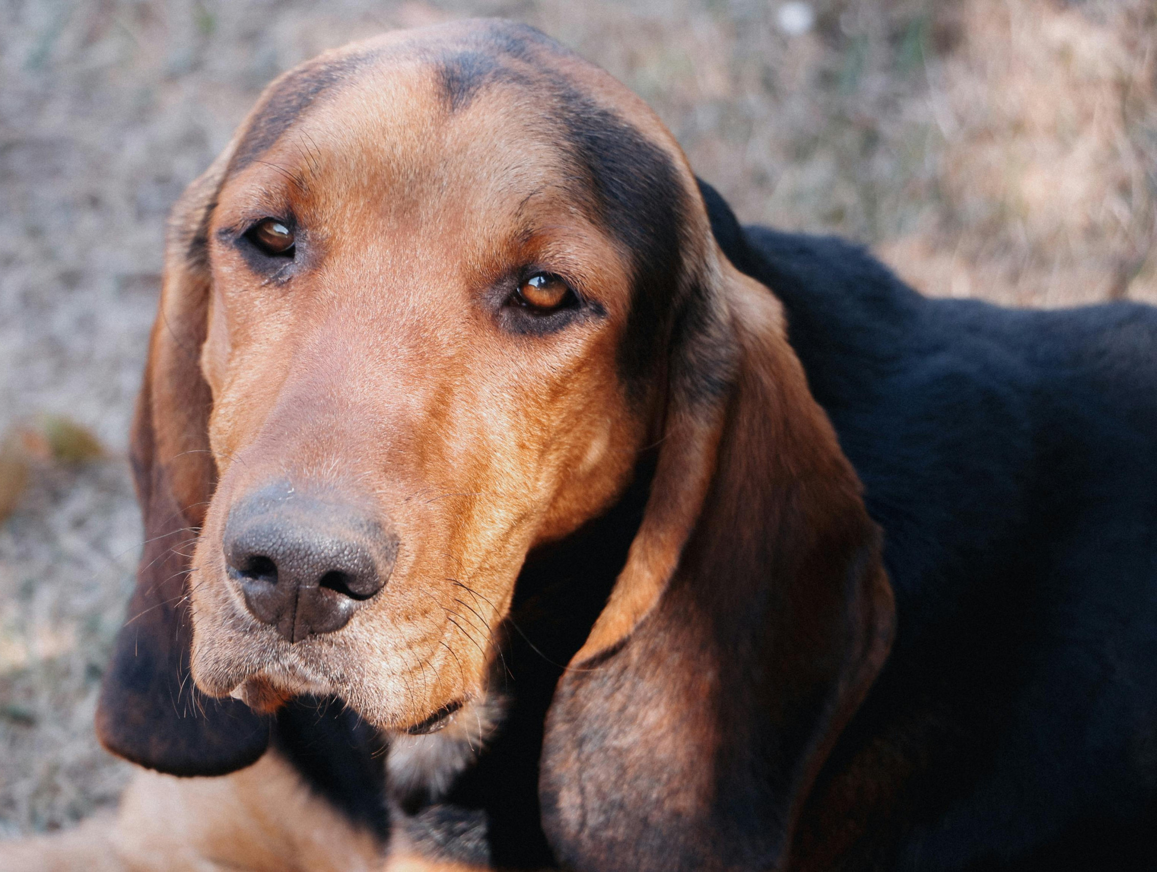 coonhound