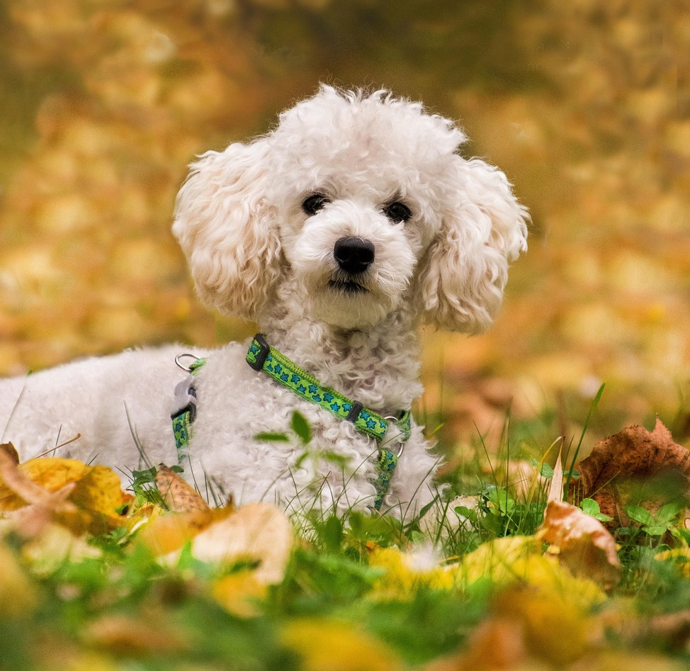 poodle-3385566_1280
