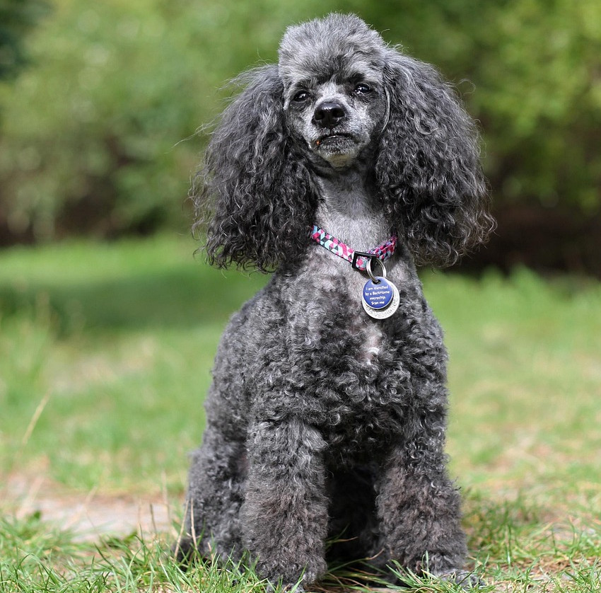 poodle-5613767_1280
