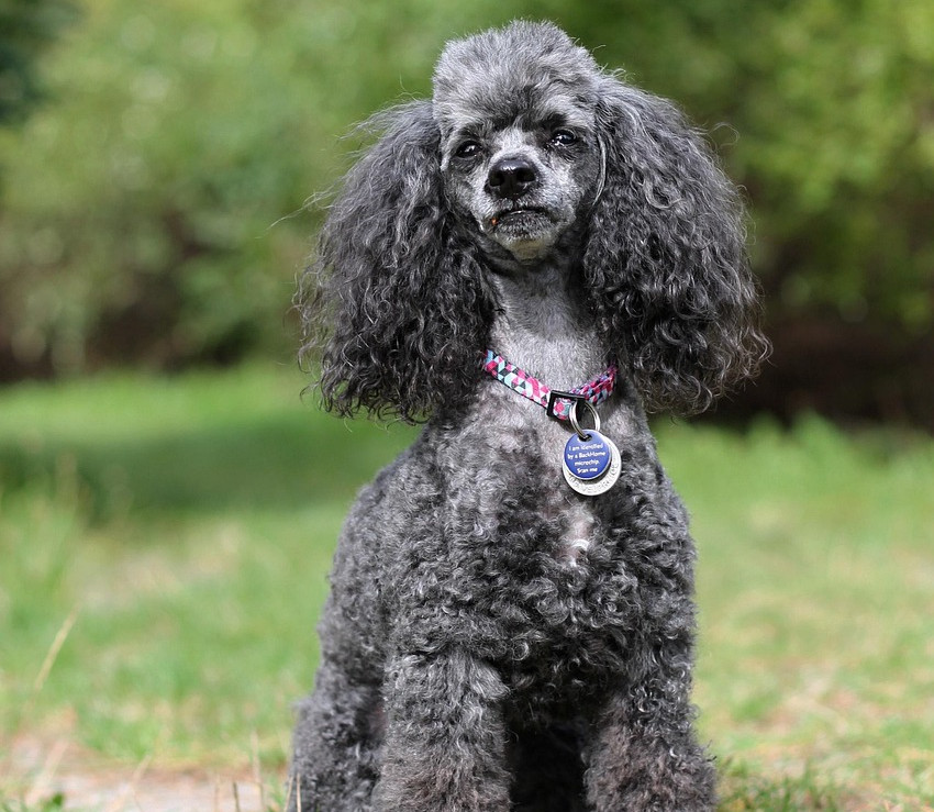 poodle-5613767_1280