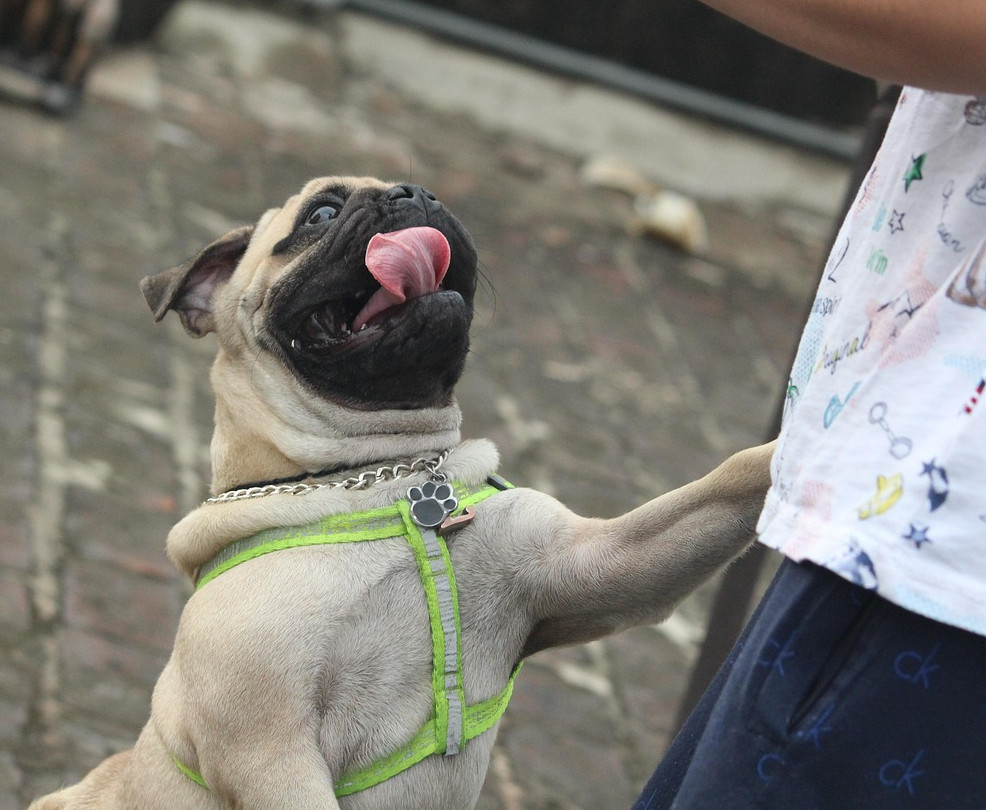 pug-jumping-impulse-control