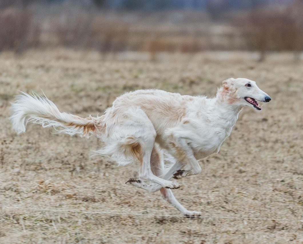 russian-borzoi-7043714_1280
