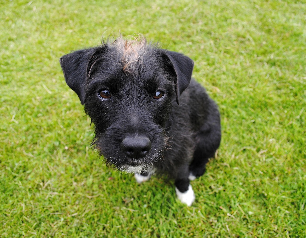 mixed breed mongrel