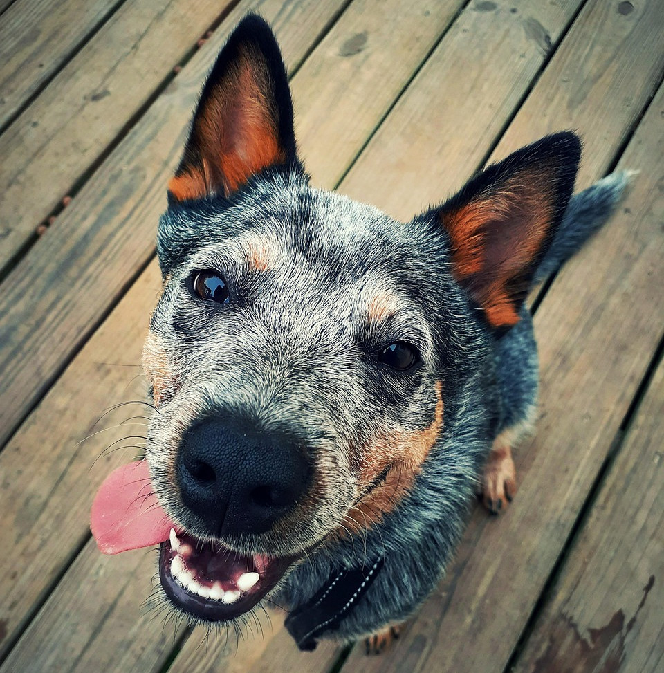 blue-heeler-6339287_1280