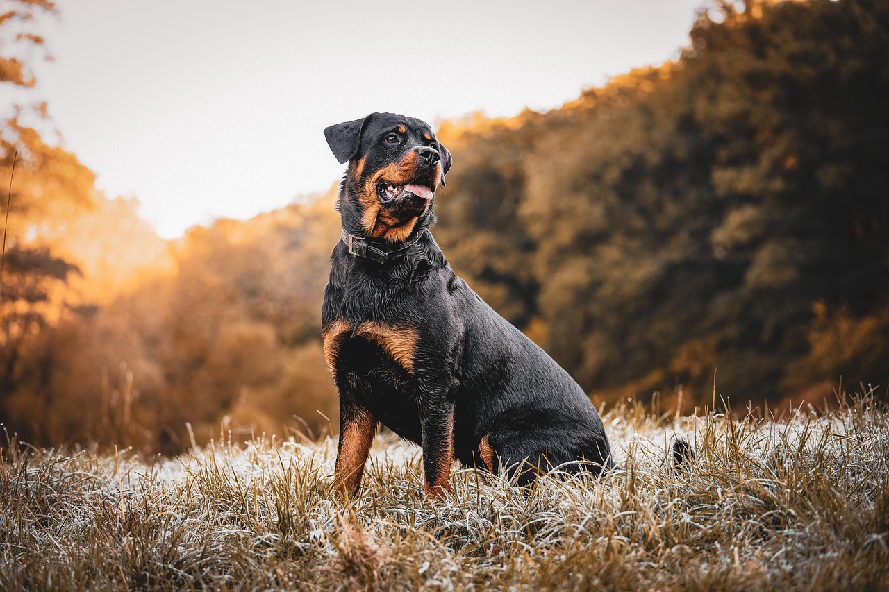 german rottweiler