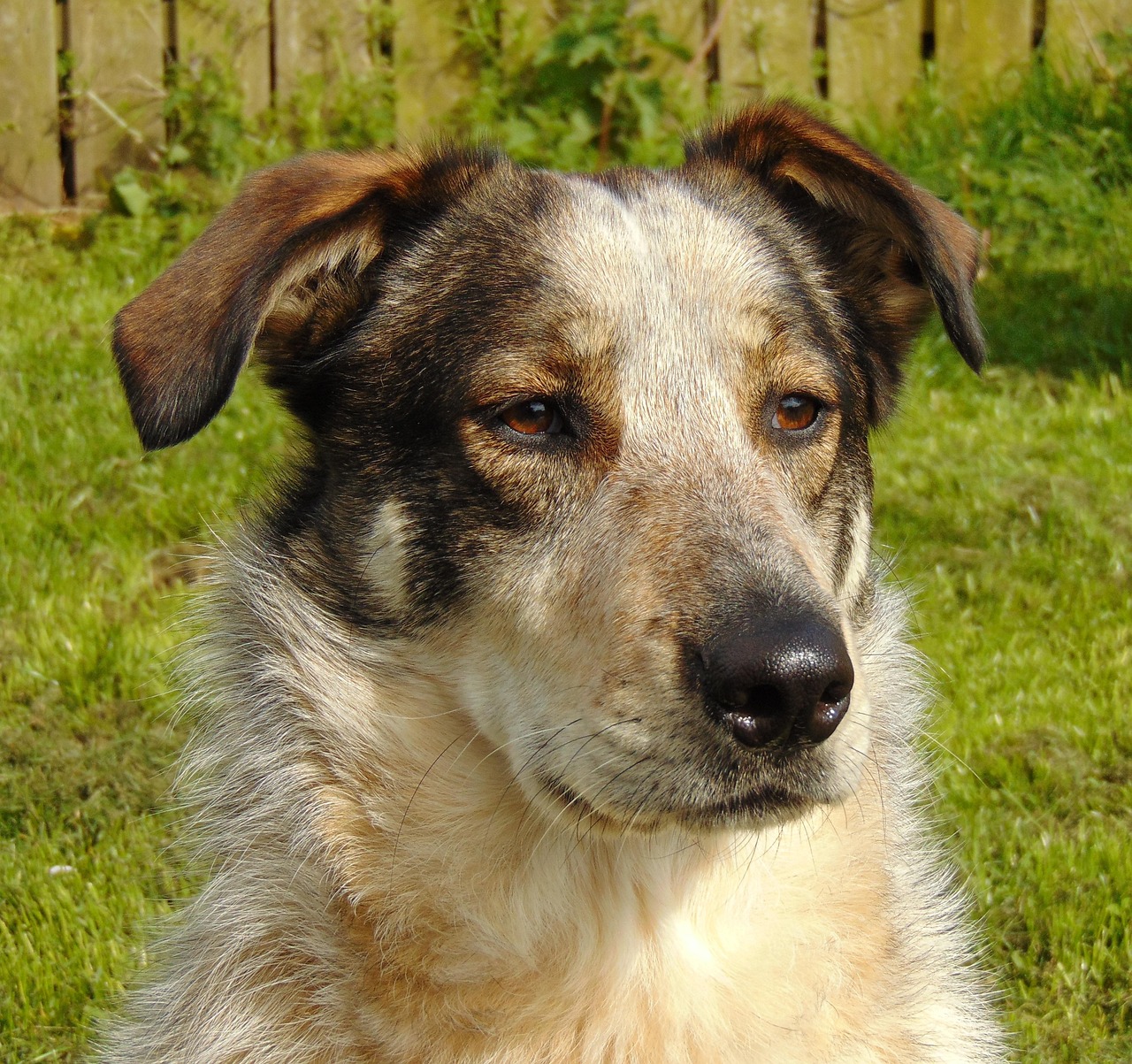 mixed breed mongrel
